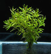 ADA 錫蘭小圓葉 Rotala ceylon IC439